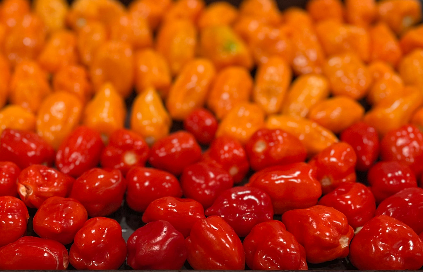 Haba Lava Peppers: two types of glossy habaneros in red and orange