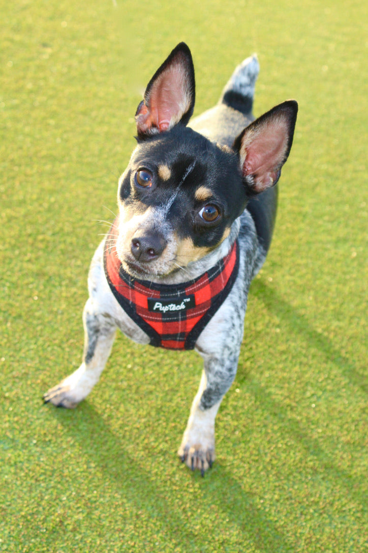 Photo of Inca, our spunky rat terrier dog, who oversees all of the garden work. This sauce's name honors Inca's importance to our hot sauce operation. 